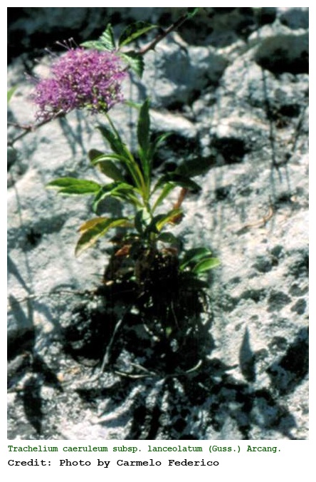 Trachelium caeruleum subsp. lanceolatum (Guss.) Arcang.
